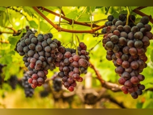 Viticulture